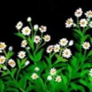 6  - Vẽ tranh Hoa Cúc trắng