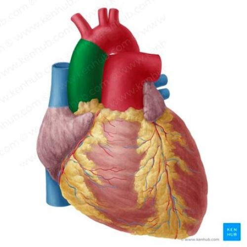 (Mô phỏng) 3D Heart - Giải phẫu trái tim 3D